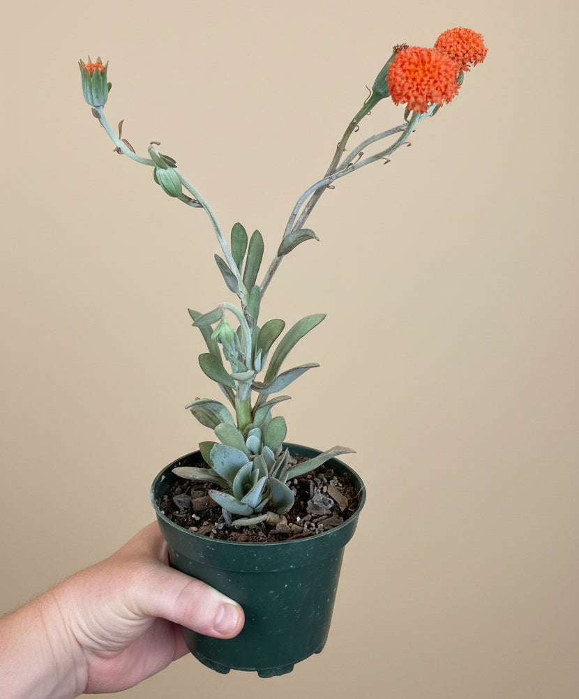 Coral Senecio (Kleinia Fulgens) 4.5” pot