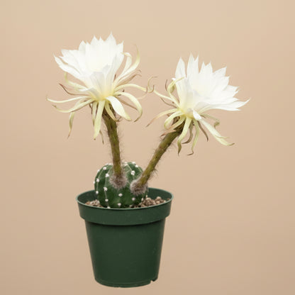 Domino Cactus -  Echinopsis subdenudata 4.5” pot