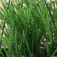 Watch Chain Succulent -Crassula muscosa