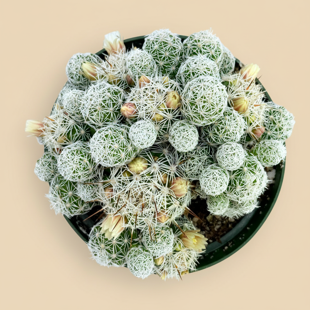 Thimble Cactus | 4 inch | Mammillaria gracilis fragilis