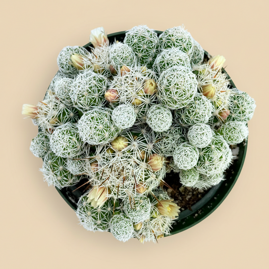 Thimble Cactus | 4 inch | Mammillaria gracilis fragilis