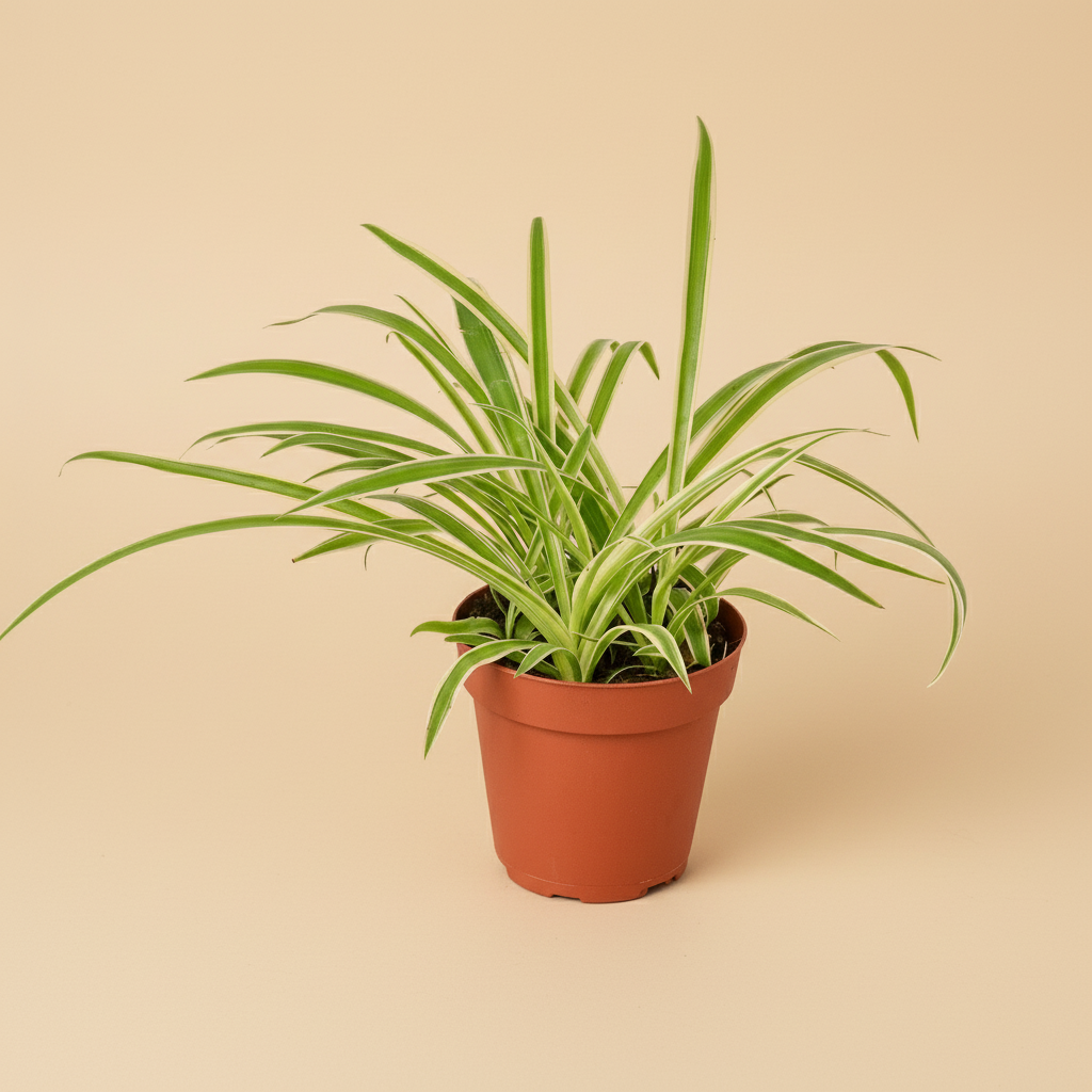 Spider Plant Reverse
