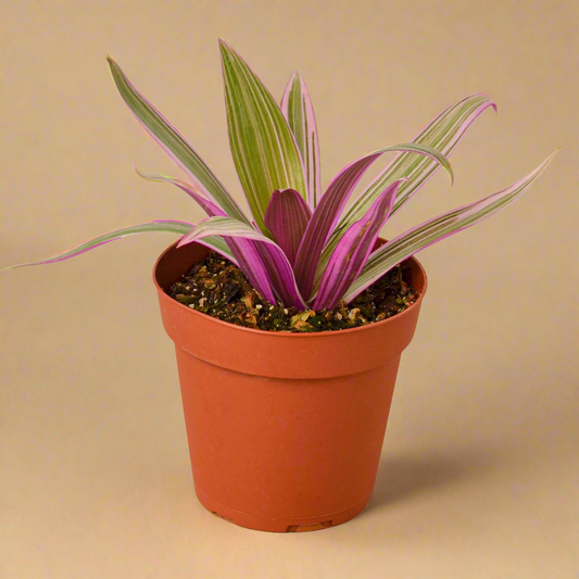 Oyster Plant 'Moses in the Cradle'