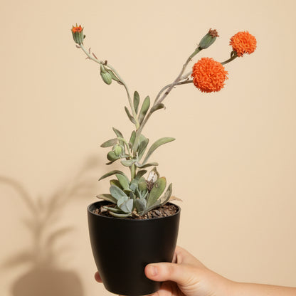 Coral Senecio (Kleinia Fulgens) 4.5” pot