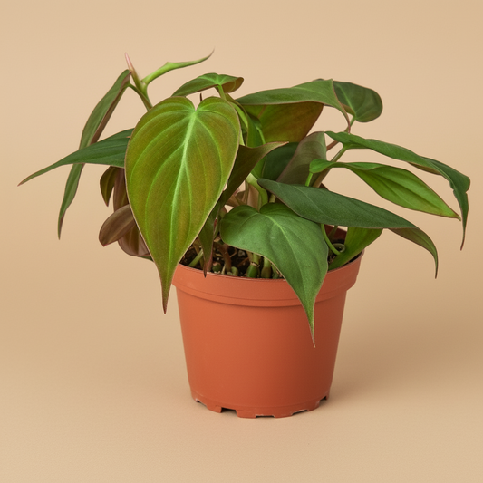Philodendron Micans – Velvet Leaf