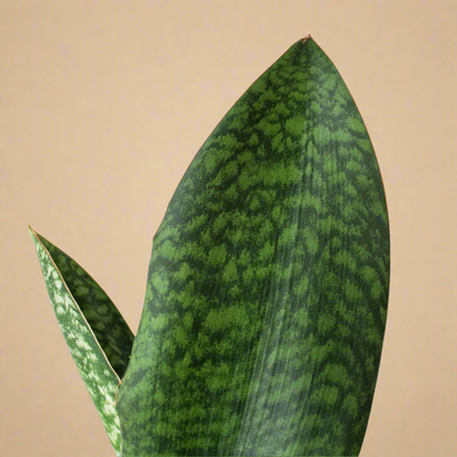 Whale Fin Snake Plant - Sansevieria Masoniana
