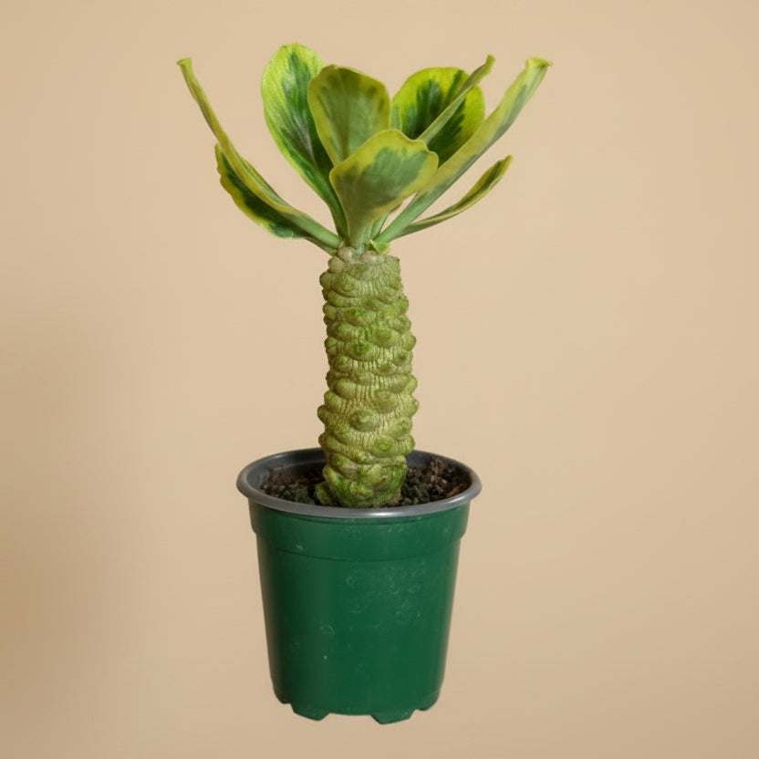 Euphorbia Poisonii variegated 4” pot