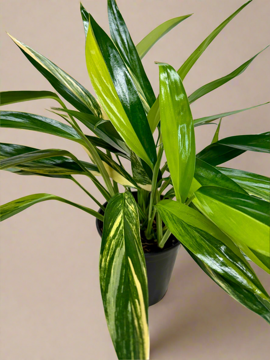 Pothos 'Silver Streak Variegated'