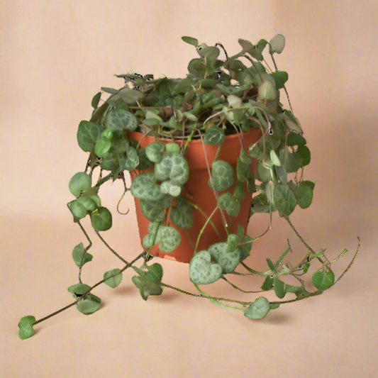 Succulent 'String of Hearts'