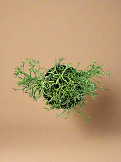 4.5” Rhipsalis - Mistletoe Cactus