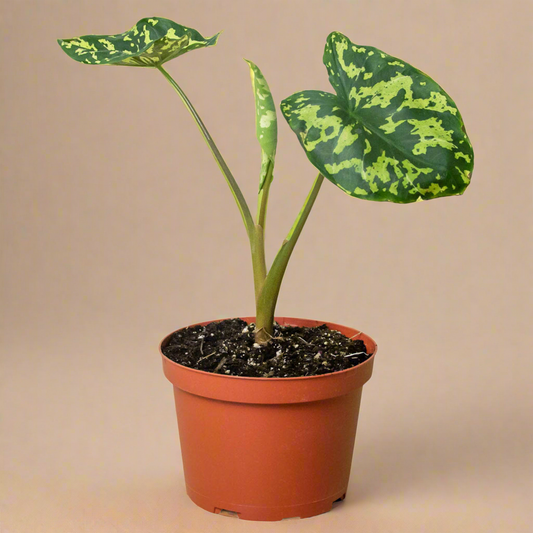 Caladium 'Hilo Beauty'