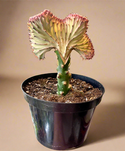 Mermaid Tail Coral Cactus – Euphorbia Lactea Cristata