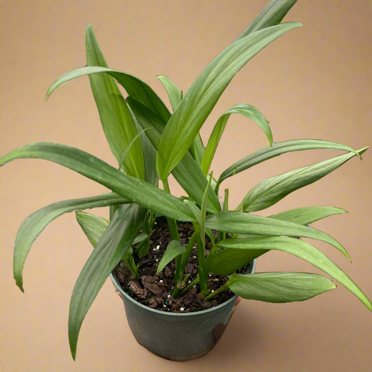 Epipremnum Amplissimum 'Silver Streak'