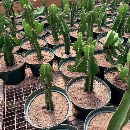 Euphorbia Cooperi