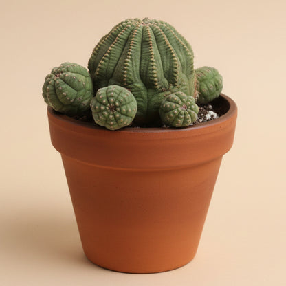 Euphorbia Obesa Hybrid Baseball Cluster 4” pot