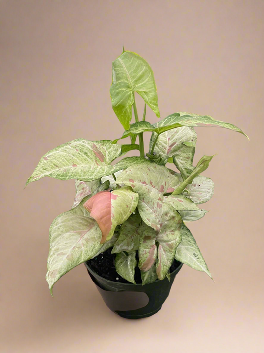 Syngonium 'Confetti'