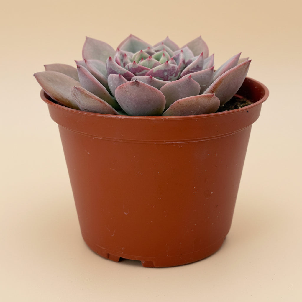 Echeveria Agavoides ‘Salmon’ | 6 inch