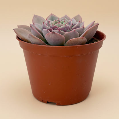 Echeveria Agavoides ‘Salmon’ | 6 inch