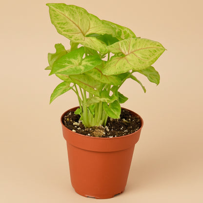 Syngonium Gold