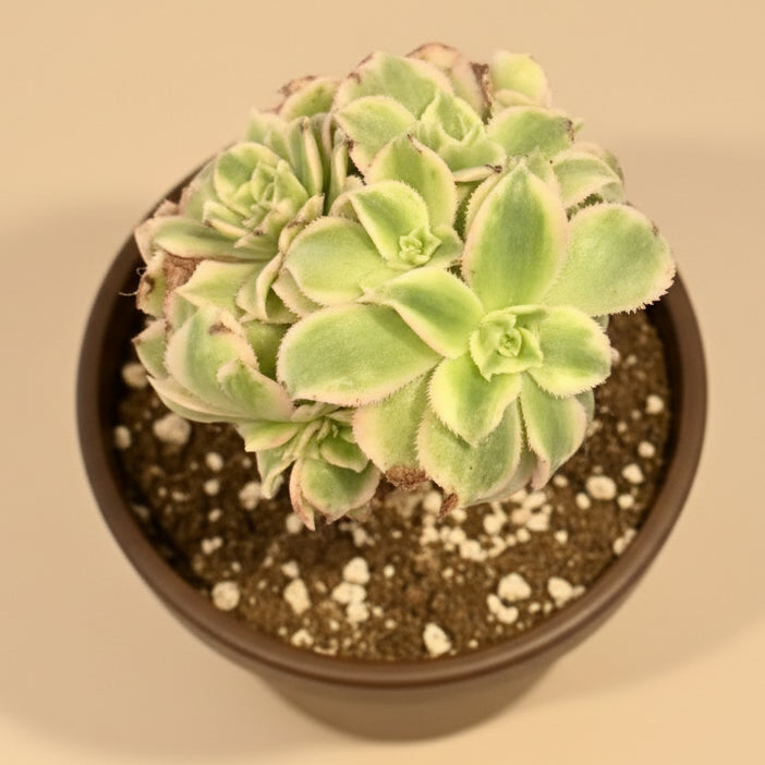 Crested Aeonium ‘Sunburst’ Bonsai Succulent Tree 4” pot