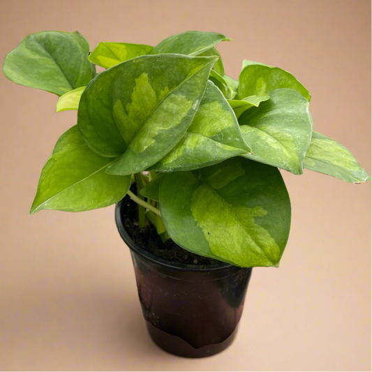 Pothos 'Global Green'