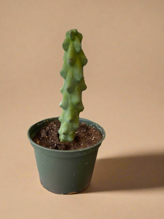6” Boobie Cactus – Myrtillocactus geometrizans ‘Fukurokuryuzinboku’