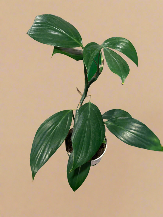 4” Rhaphidophora Dragon’s Tail