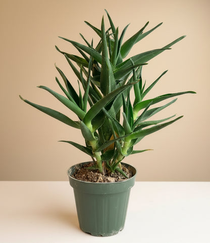 Aloiampelos ciliaris - climbing aloe