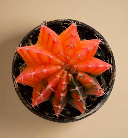 Gymnocalycium Mihanovichii Variegated Cactus