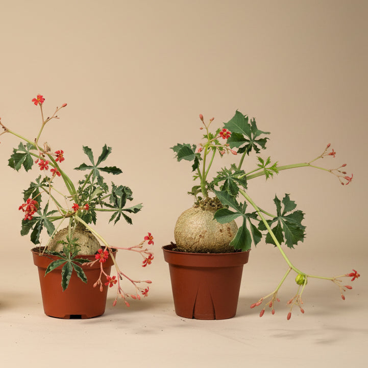 Jatropha Berlandieri - Buddha Belly