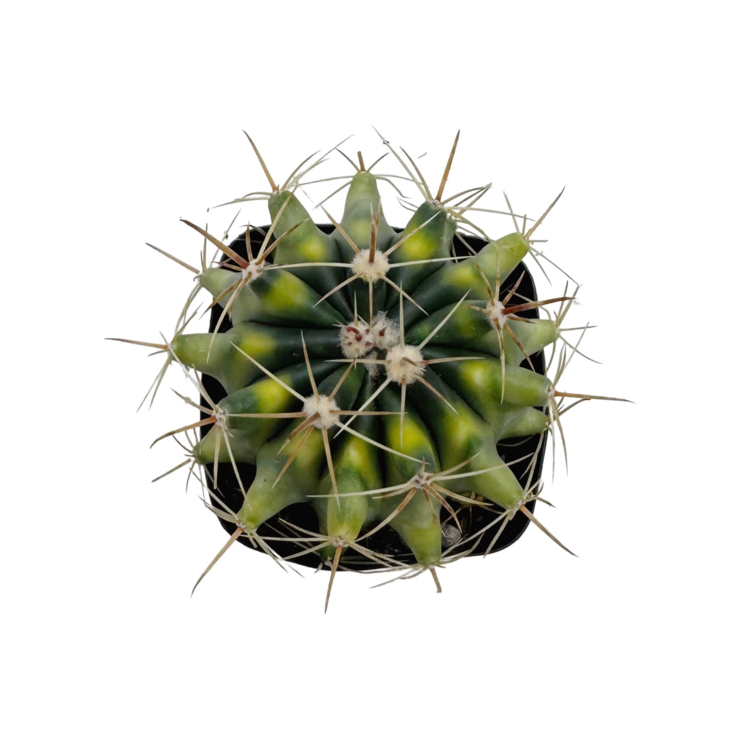 Variegated Fire Barrel Cactus- Ferocactus Gracilis 2.5”