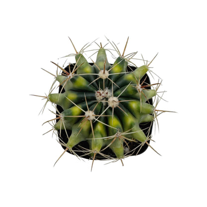 Variegated Fire Barrel Cactus- Ferocactus Gracilis 2.5”