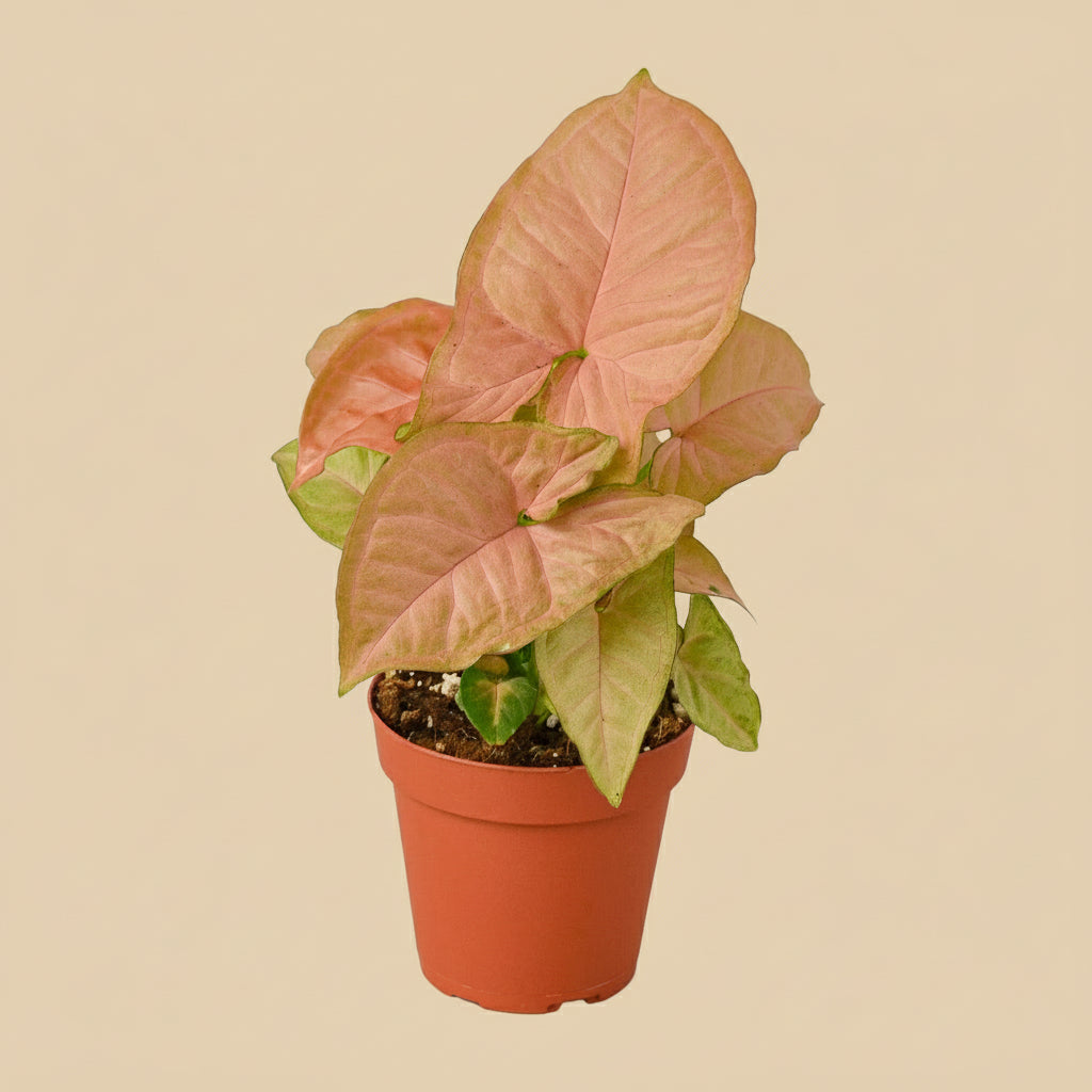 Syngonium Strawberry
