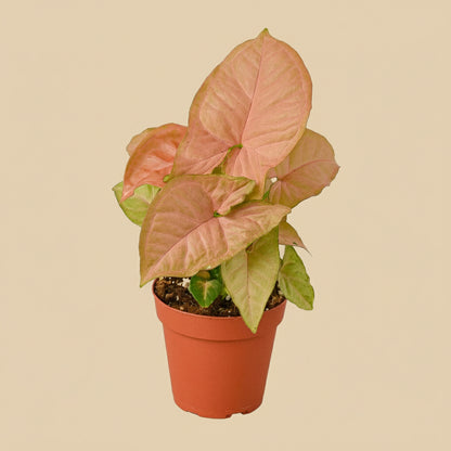 Syngonium Strawberry