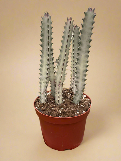 Euphorbia Lactea 'Dragon Bone'