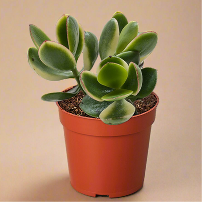 Crassula Jade Variegated