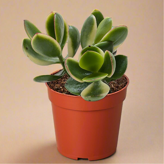 Crassula Jade Variegated