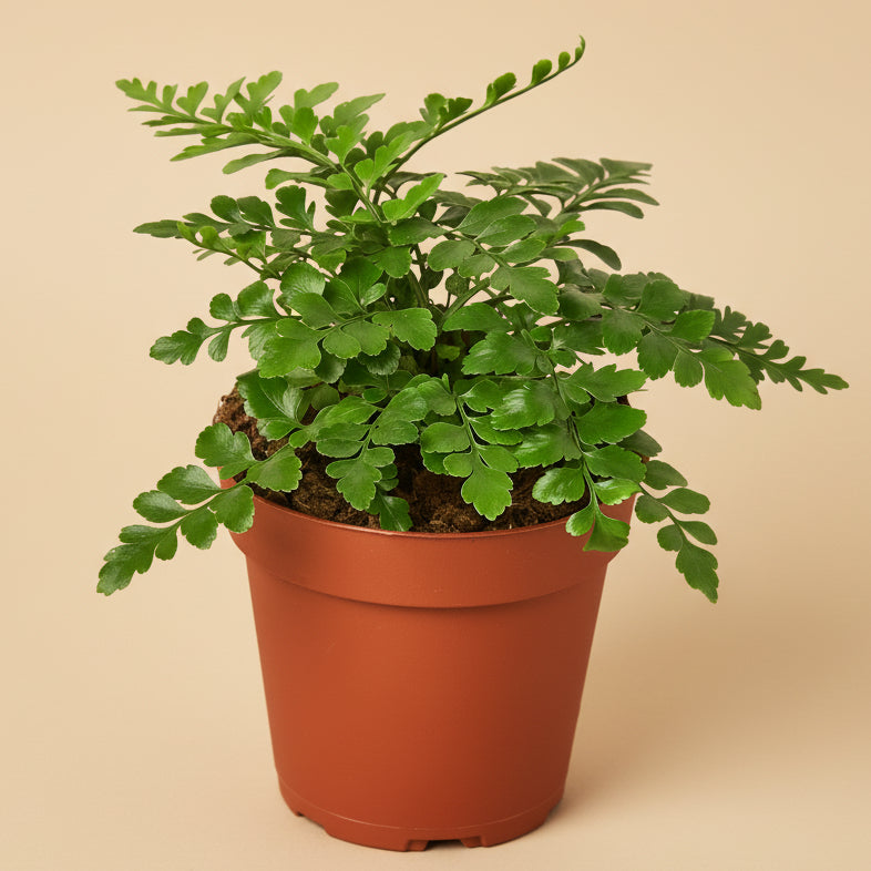 Austral Gem Fern