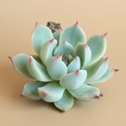 Echeveria Lindsayana (Parva) – 4.5” Pot