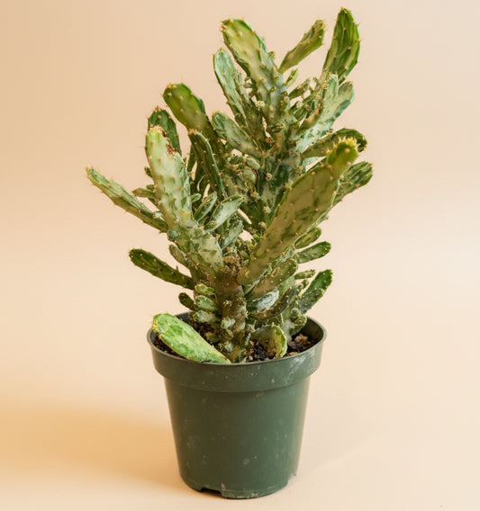 Joseph’s Coat Cactus-Opuntia monacantha ‘Variegata’ 4.5” pot