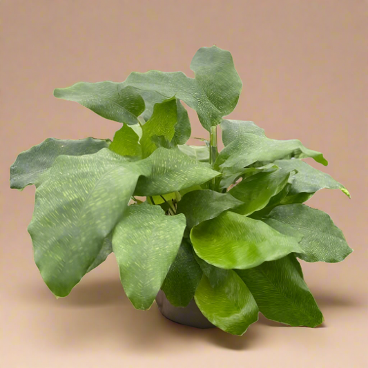 Calathea 'Musaica'