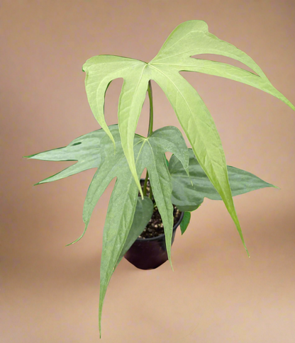 Anthurium Fingers