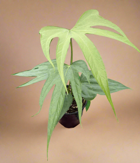 Anthurium Fingers