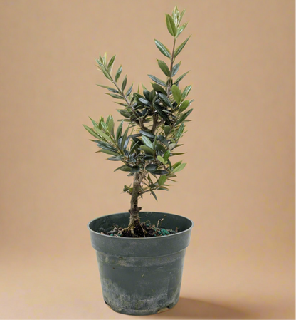 Olive Tree - Olea Europaea