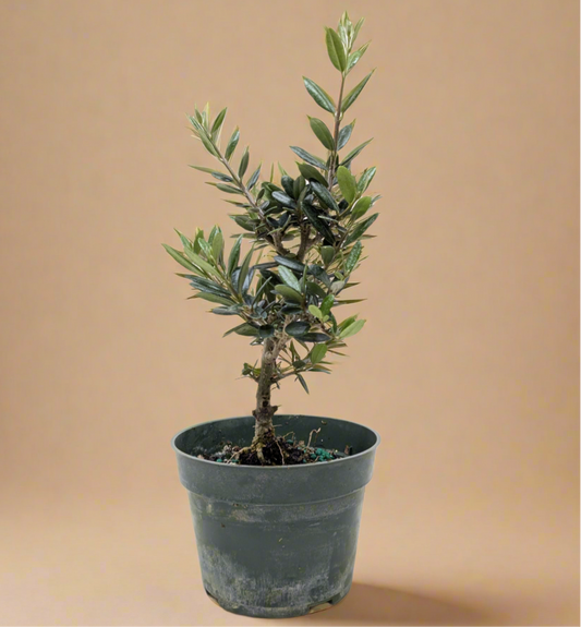 Olive Tree - Olea Europaea