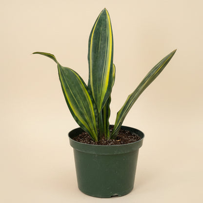 Giant Variegated Whale Fin (Sansevieria masoniana)- 10” Pot