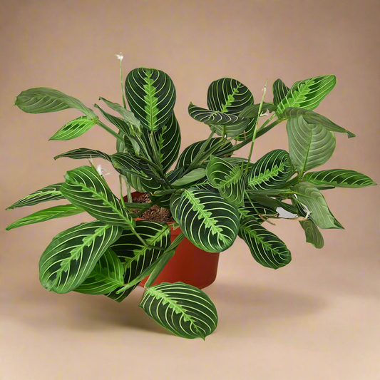 Maranta 'Lemon Lime'
