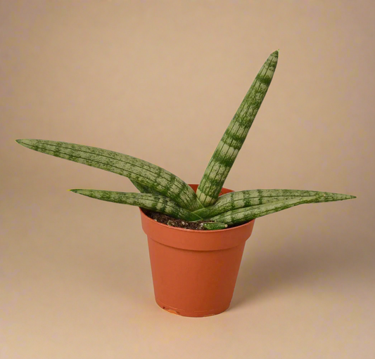 3” Sansevieria Cylindrica