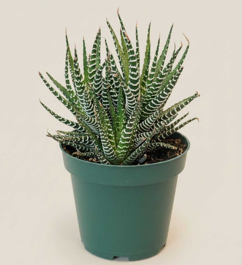 Haworthia Zebrina 4.5” Pot