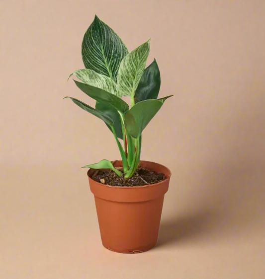 4” Philodendron Birkin